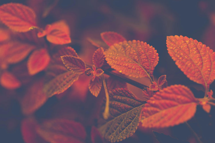 Premier Automne